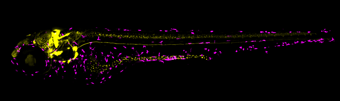 five day zebrafish